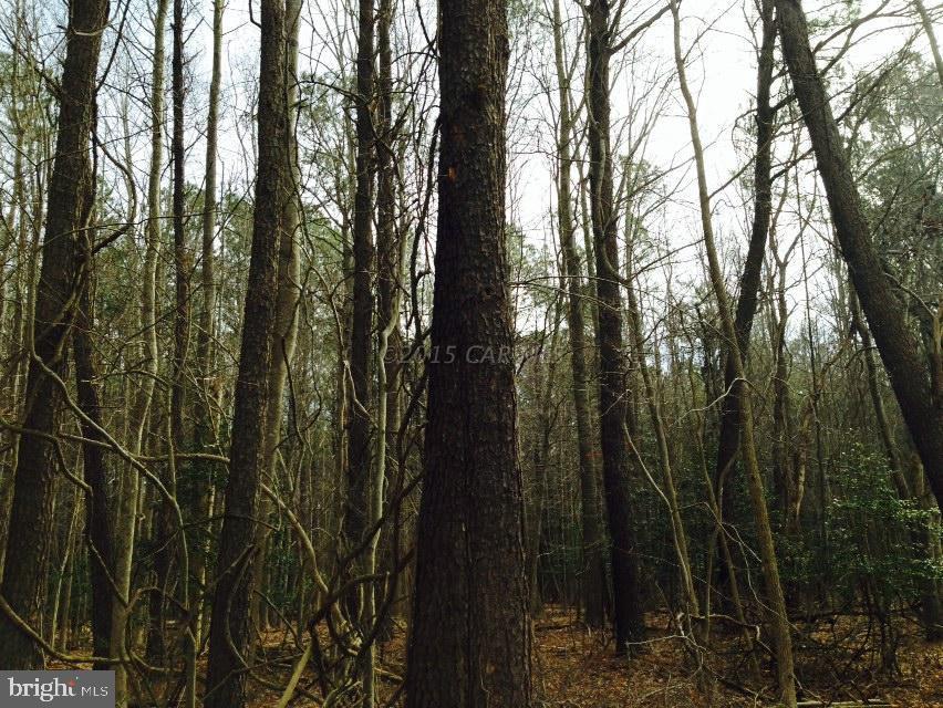 6020 Snow Hill Road Girdletree, MD 21829 - Photo 15 of 29 Gallery Image 15