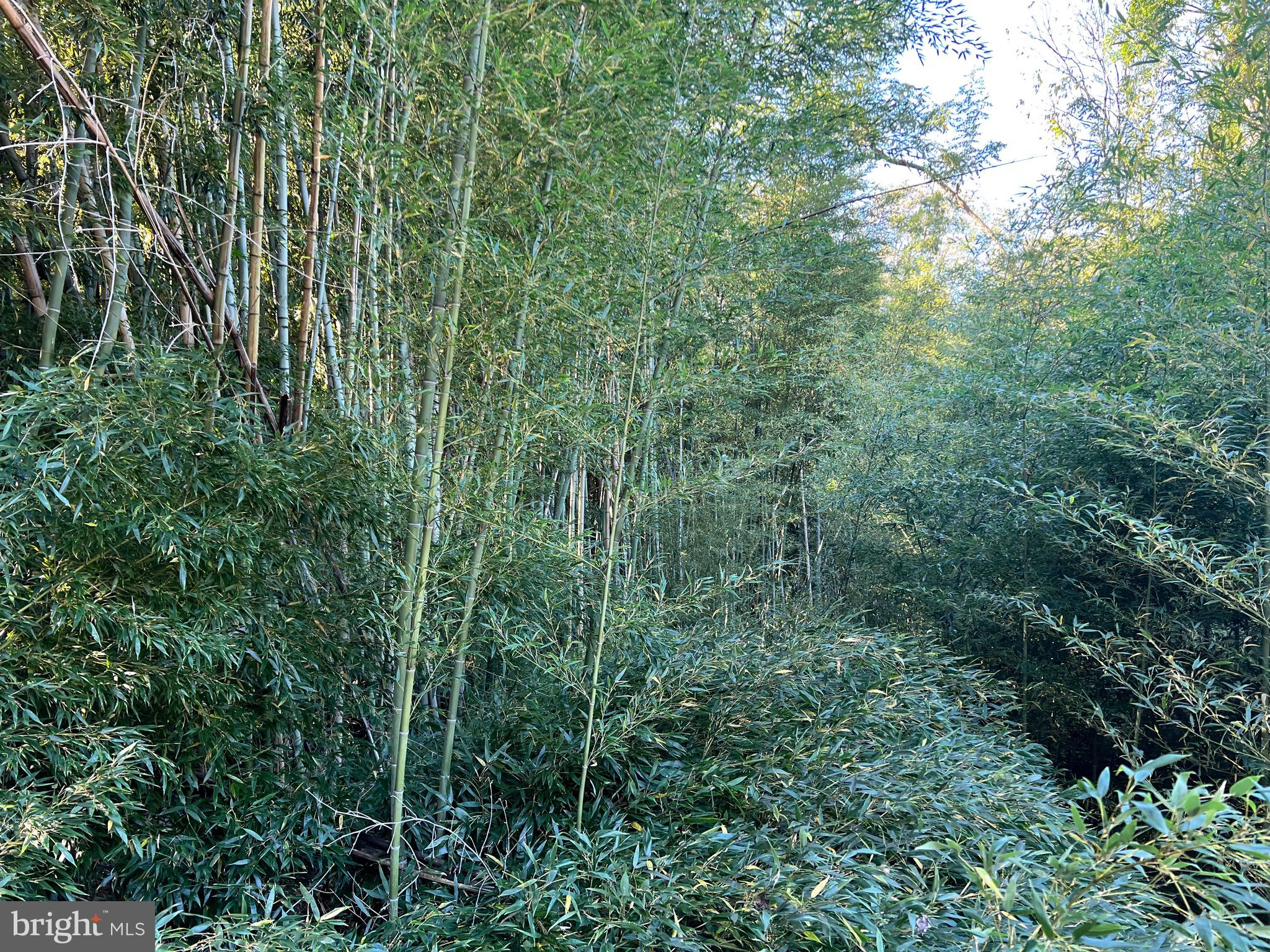 14251 Miller Road Orange, VA 22960 - Photo 22 of 22 a view of a lush green forest