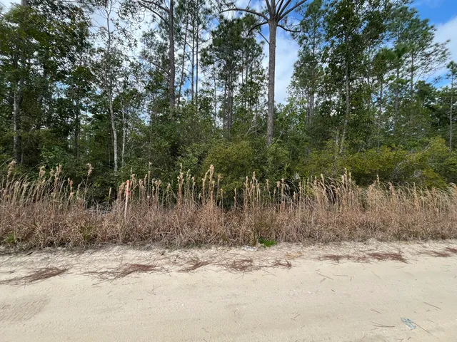 a view of a forest with a tree