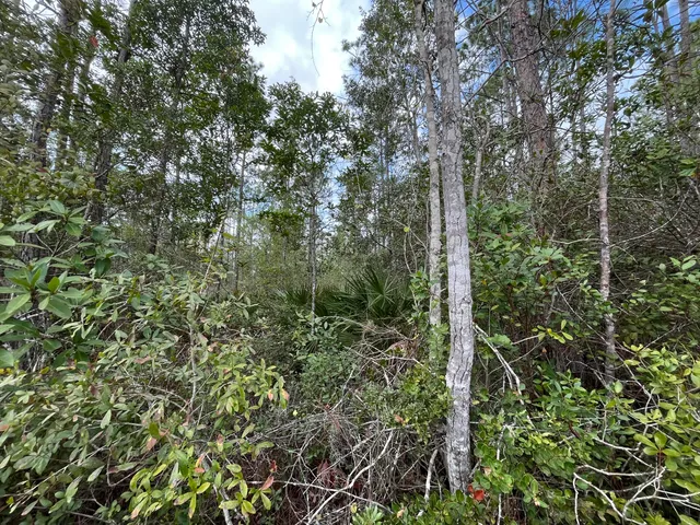 a view of a yard with large trees