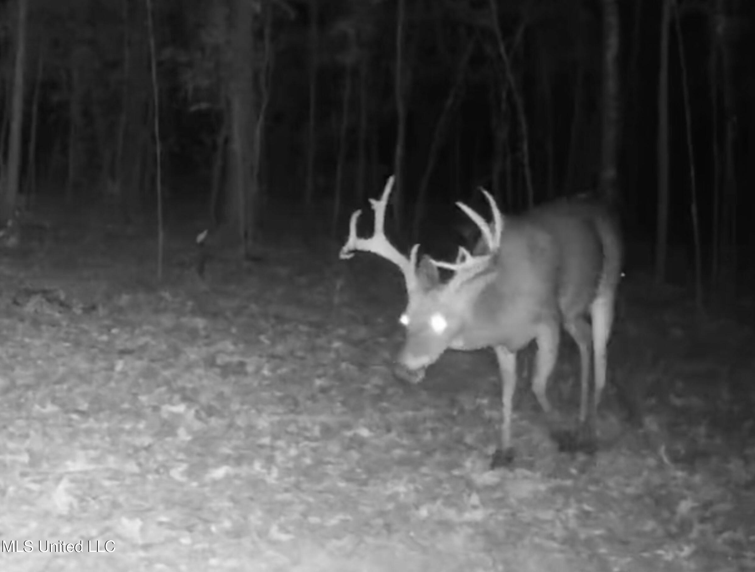 Howard Street Marks, MS 38646 - Photo 11 of 64 1cpqcfty10