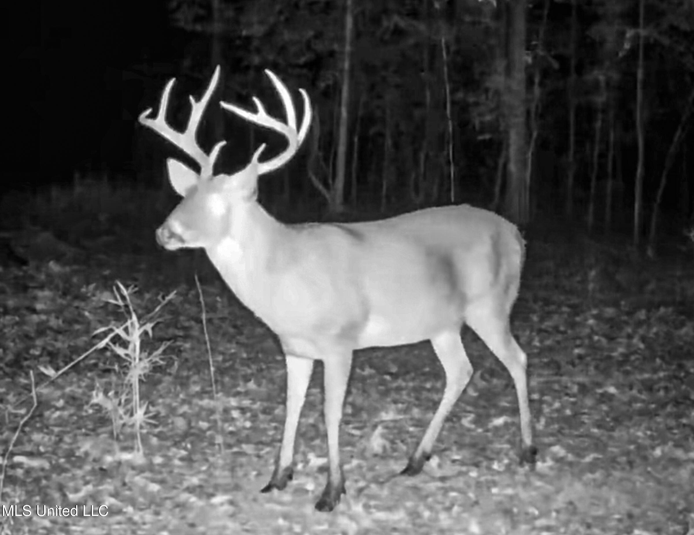 Howard Street Marks, MS 38646 - Photo 12 of 64 1cpqcfty12