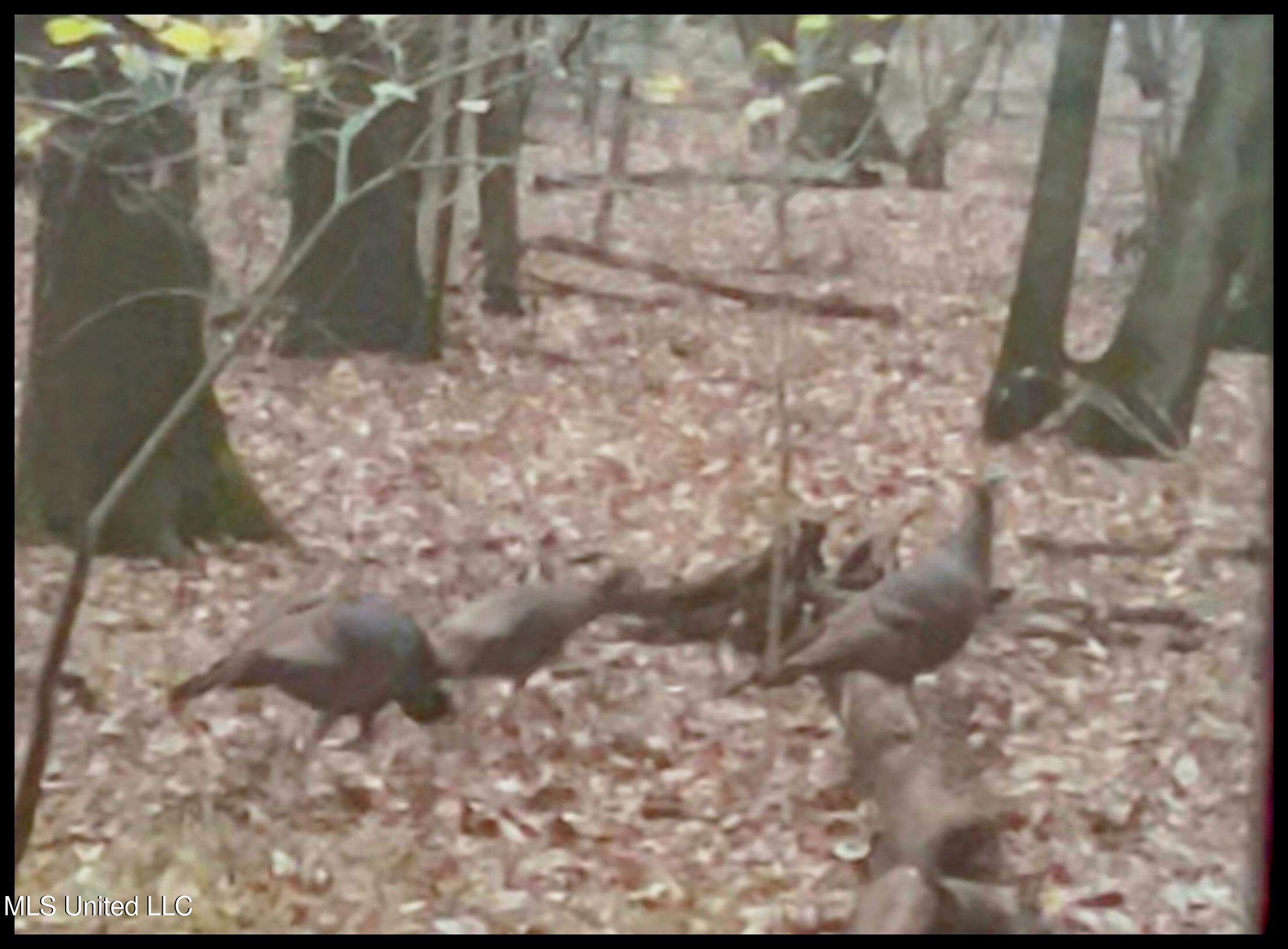 Howard Street Marks, MS 38646 - Photo 3 of 64 turkeys-40AC qc2