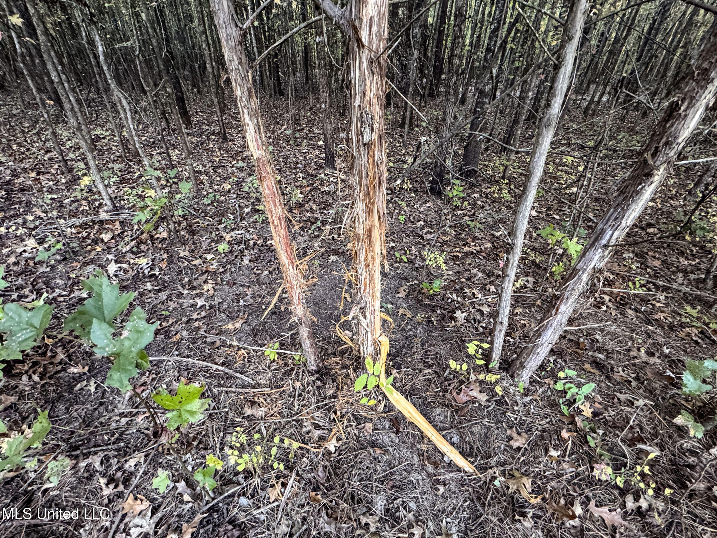 Howard Street Marks, MS 38646 - Photo 34 of 61 3cpqcfty10