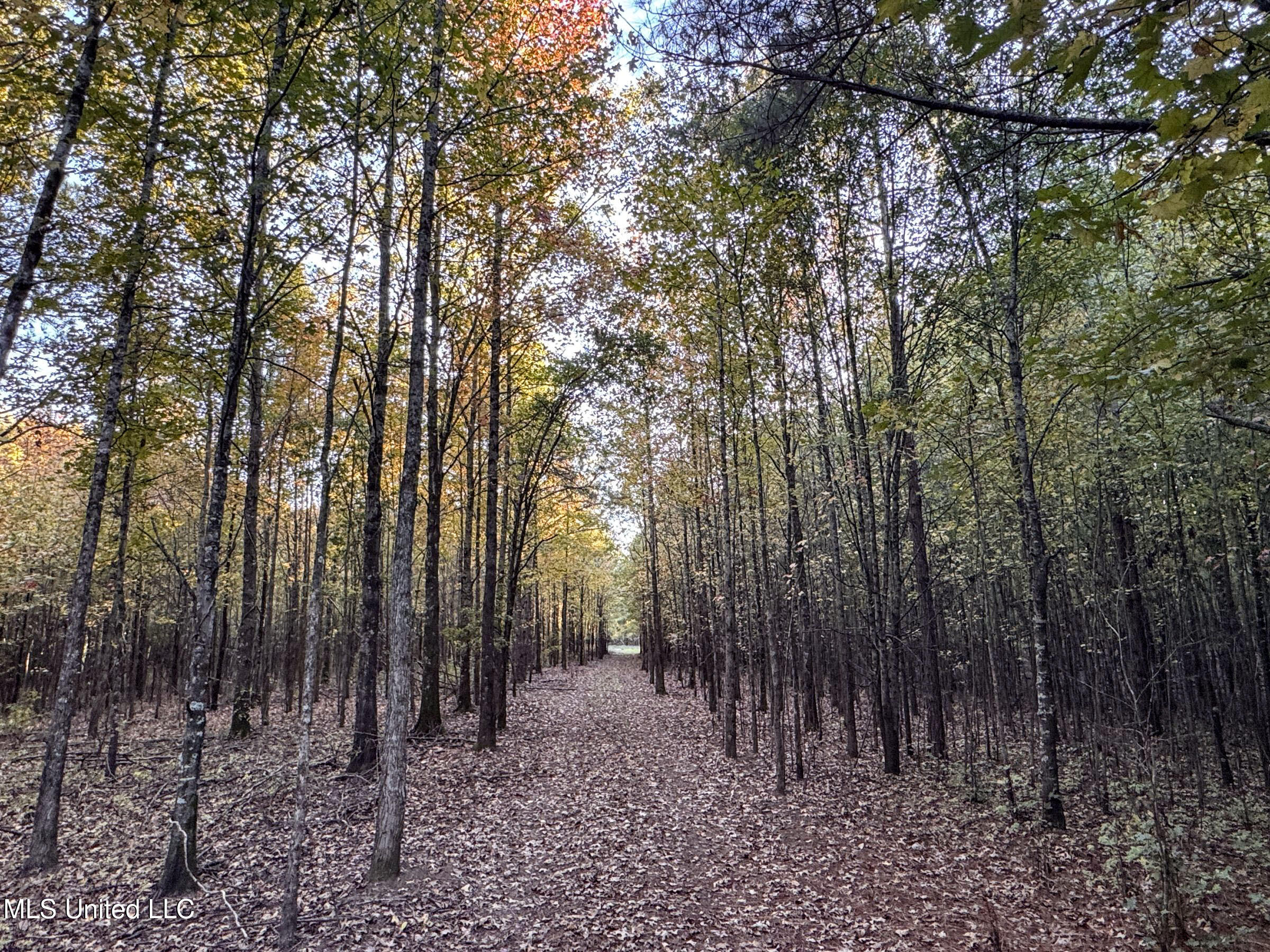 Howard Street Marks, MS 38646 - Photo 36 of 61 3cpqcfty12