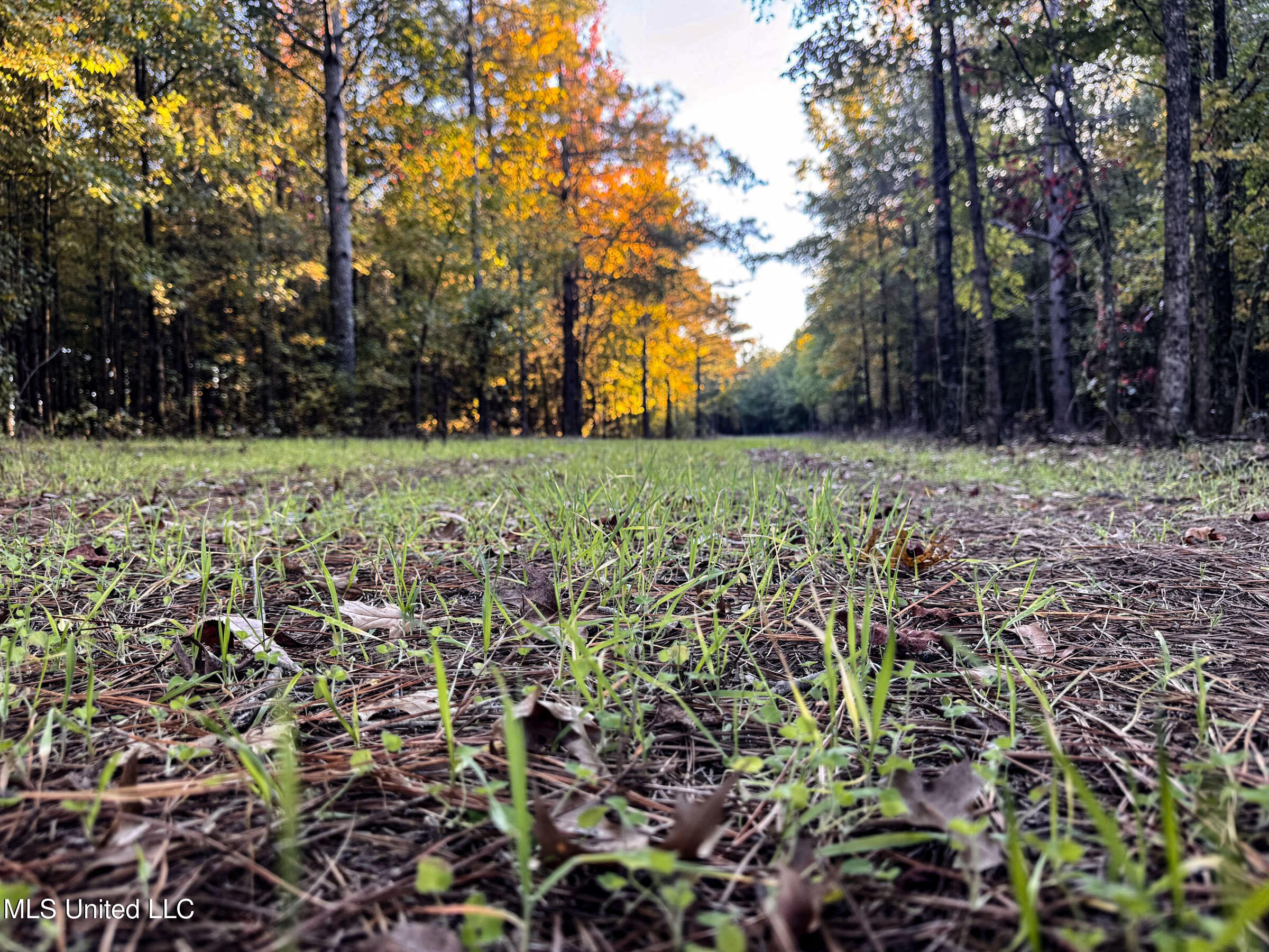 Howard Street Marks, MS 38646 - Photo 36 of 64 3cpqcfty8