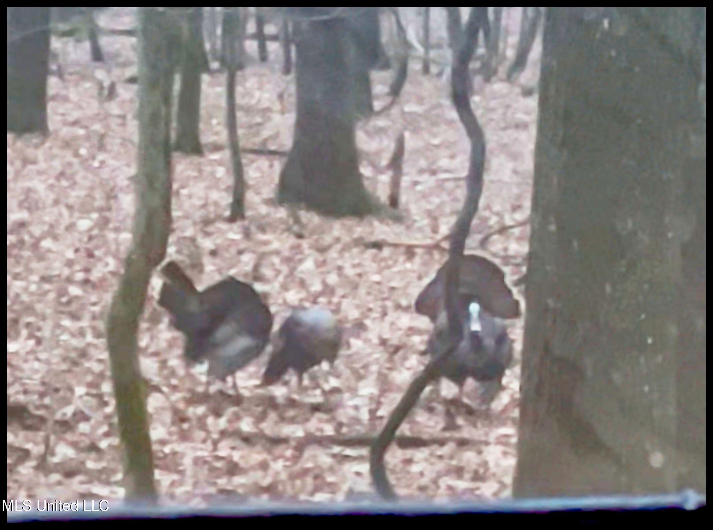 Howard Street Marks, MS 38646 - Photo 4 of 64 turkeys-40AC qc