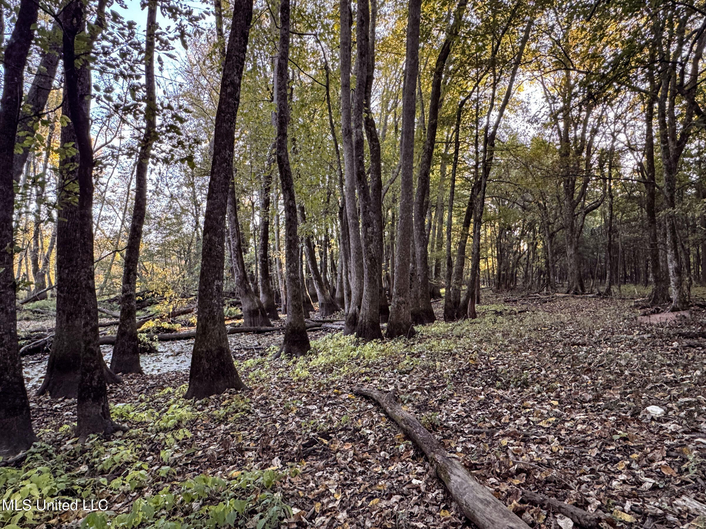 Howard Street Marks, MS 38646 - Photo 44 of 61 3cpqcfty29