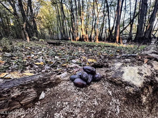 $148,000 | Howard Street, Marks, MS 38646