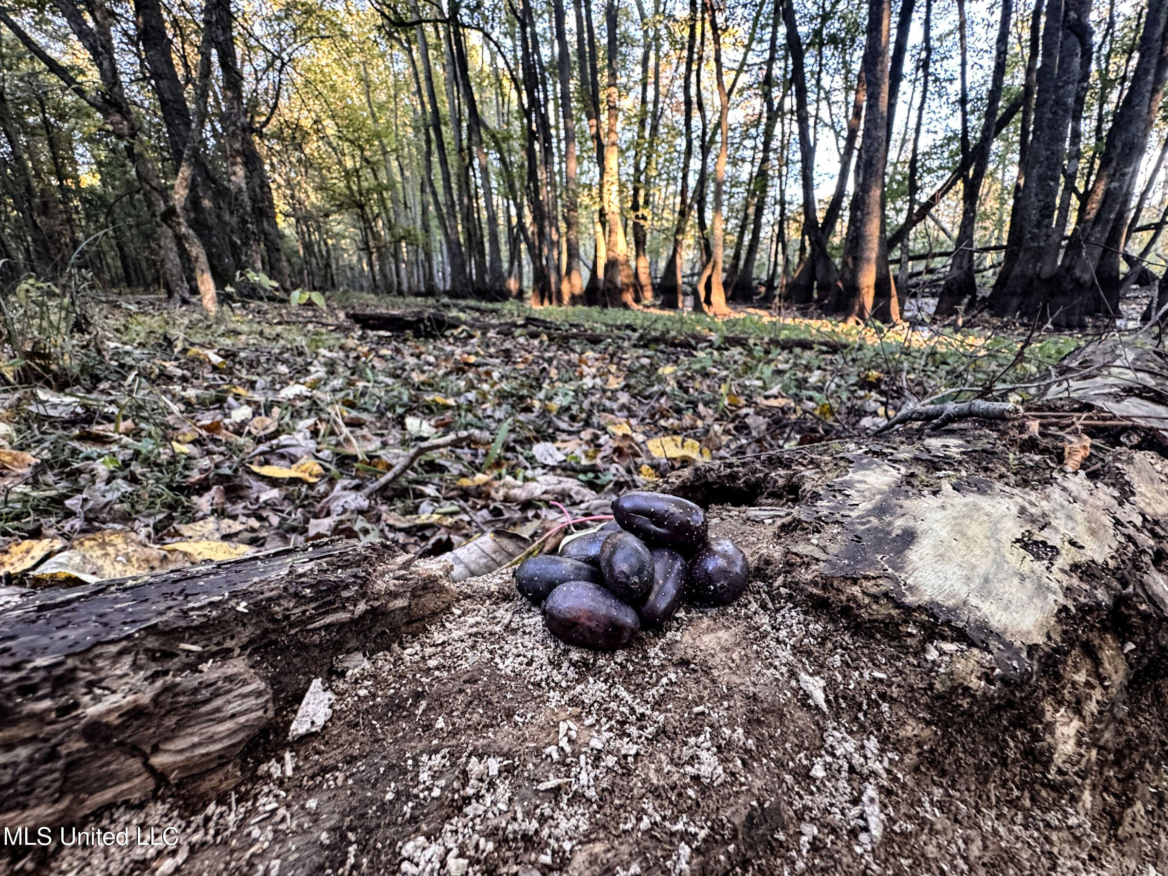 Howard Street Marks, MS 38646 - Photo 51 of 64 3cpqcfty41