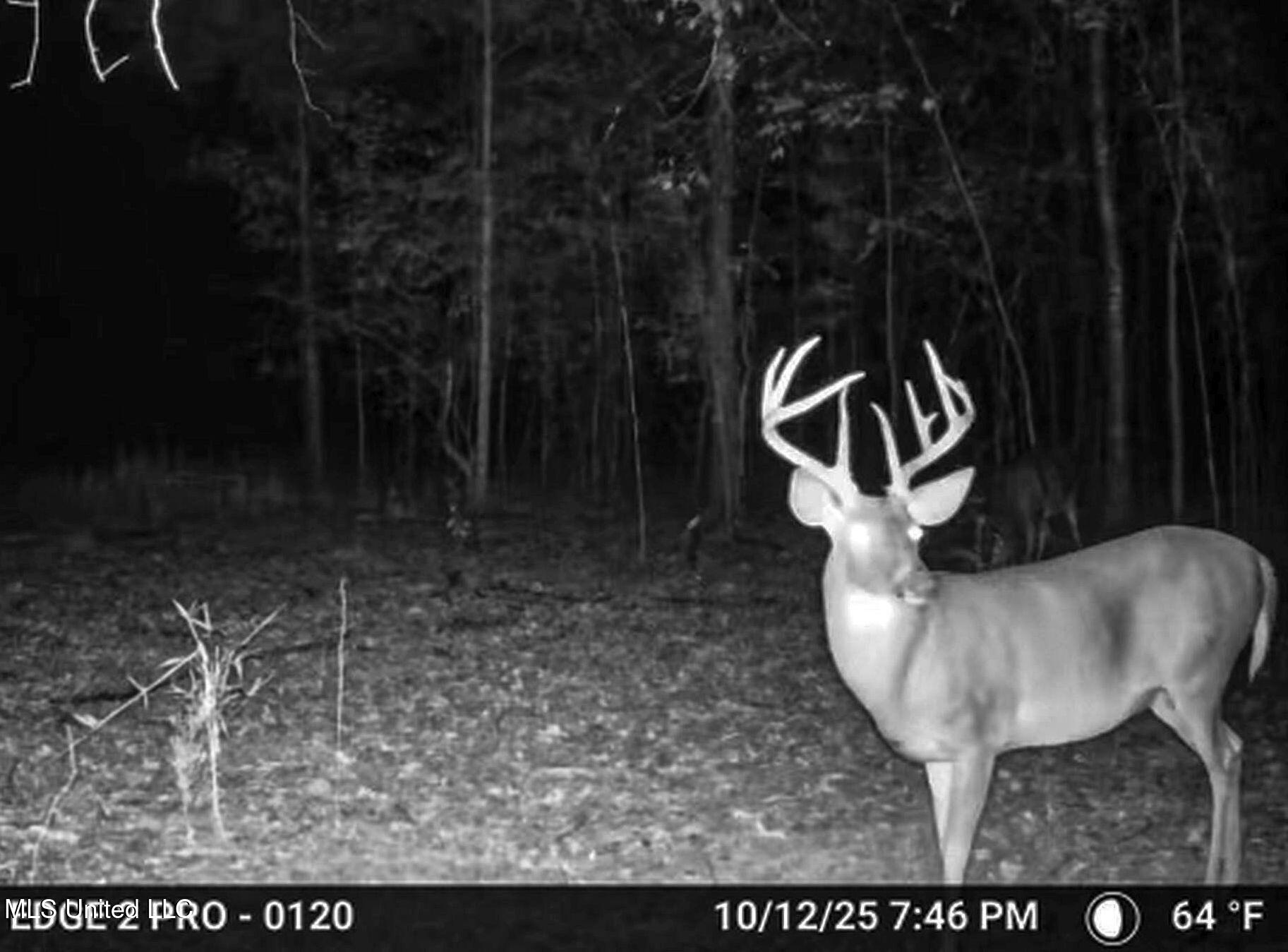 Howard Street Marks, MS 38646 - Photo 6 of 61 1cpqcfty1b