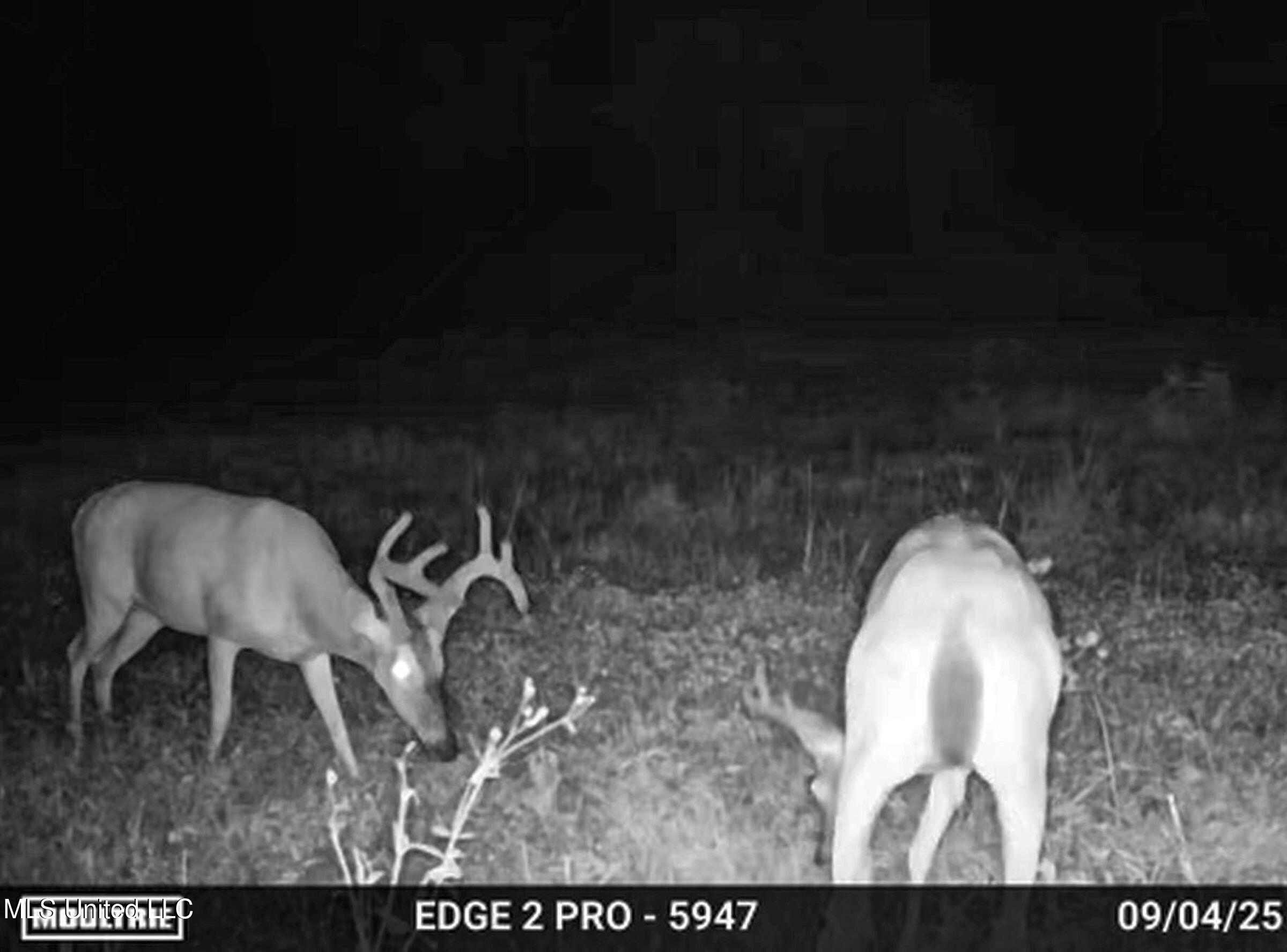 Howard Street Marks, MS 38646 - Photo 7 of 61 1cpqcfty8