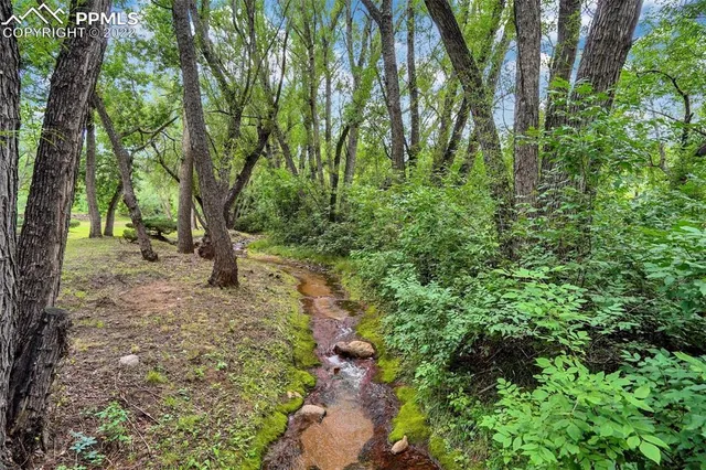 a view of a yard with plants and trees
