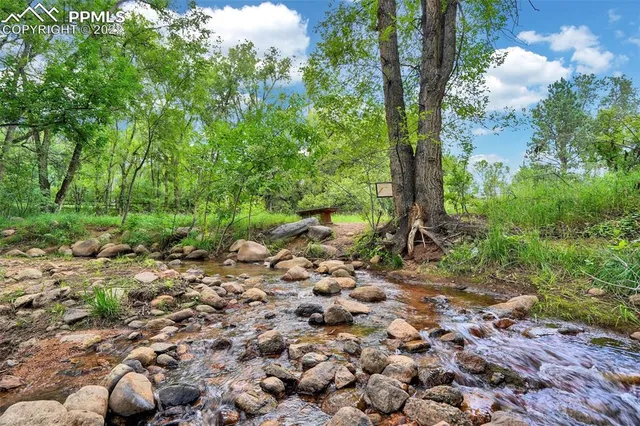 a view of a forest with a tree