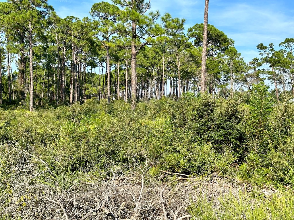 117 Woodill Road Carrabelle, FL 32322 - Photo 6 of 11