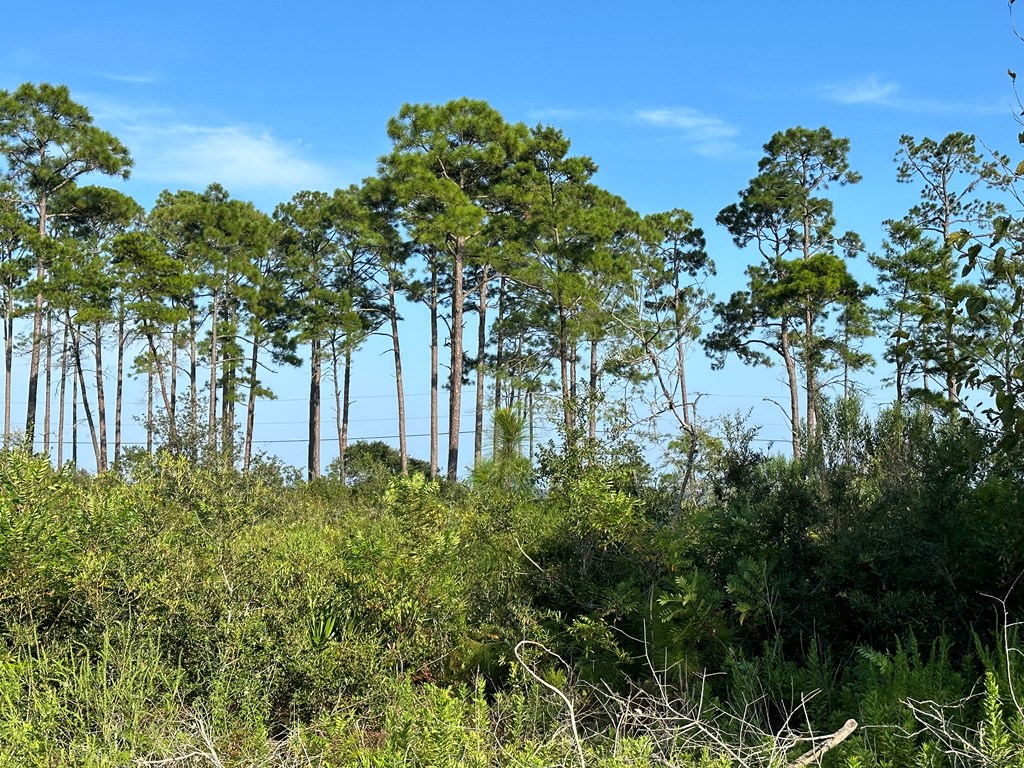 117 Woodill Road Carrabelle, FL 32322 - Photo 7 of 11