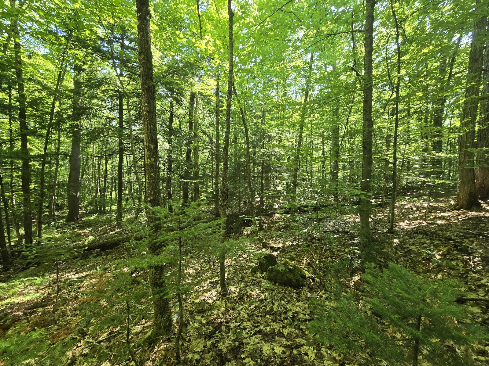 Lot 67 Temple Road Temple, ME 04984 - Photo 14 of 37 20260629_092509
