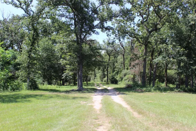 a view of a tree in a yard