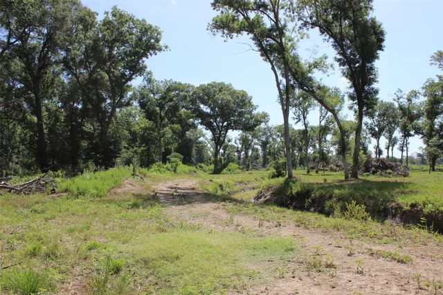 a view of a yard with plants