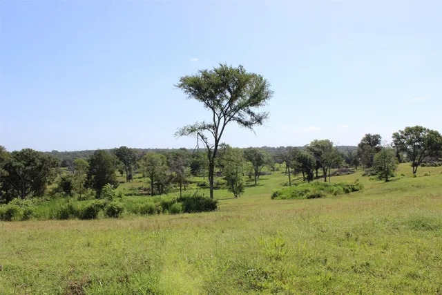 a view of a garden with a tree