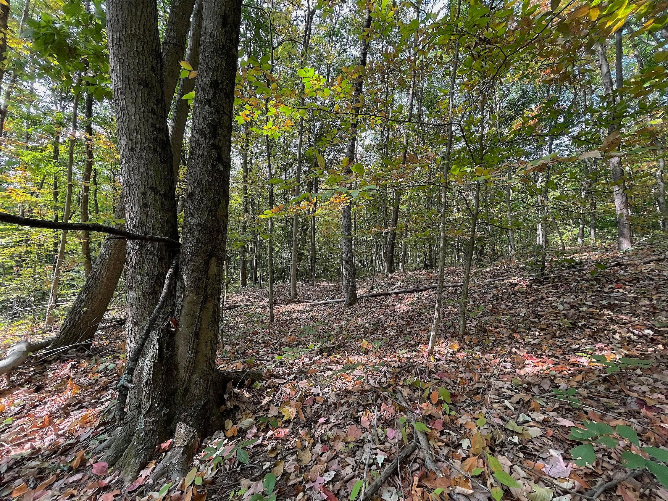 0 Porter Run Road Frankfort, OH 45628 - Photo 32 of 51 IMG_3252
