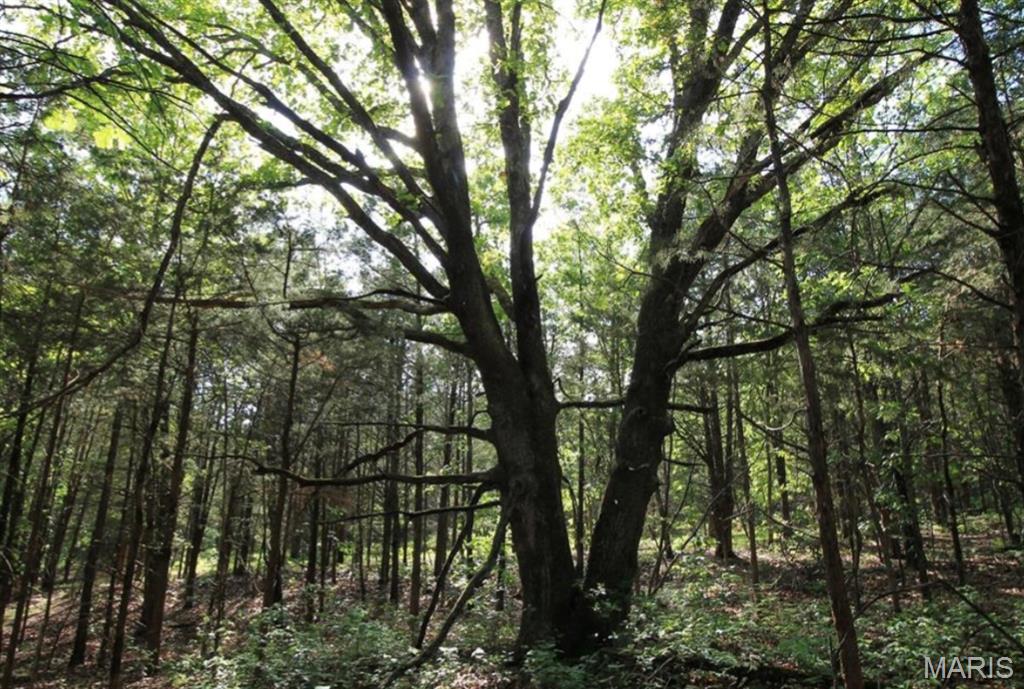 9041 Rye Creek Road Lonedell, MO 63060 - Photo 43 of 54