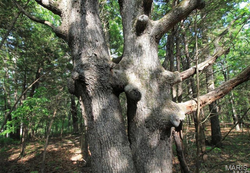 9041 Rye Creek Road Lonedell, MO 63060 - Photo 48 of 54