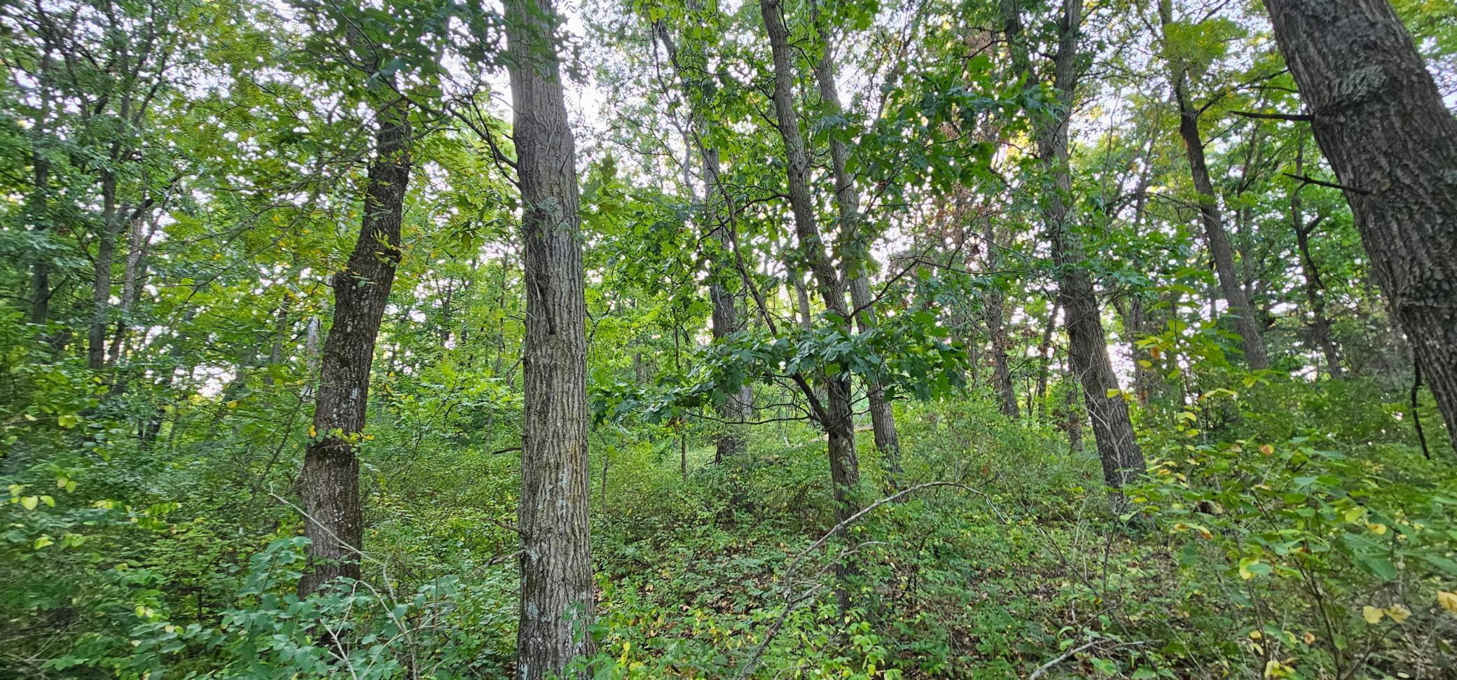 Tbd Village Road Rushford, MN 55971 - Photo 1 of 1