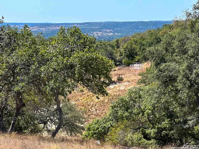 a view of a large trees with lots of bushes