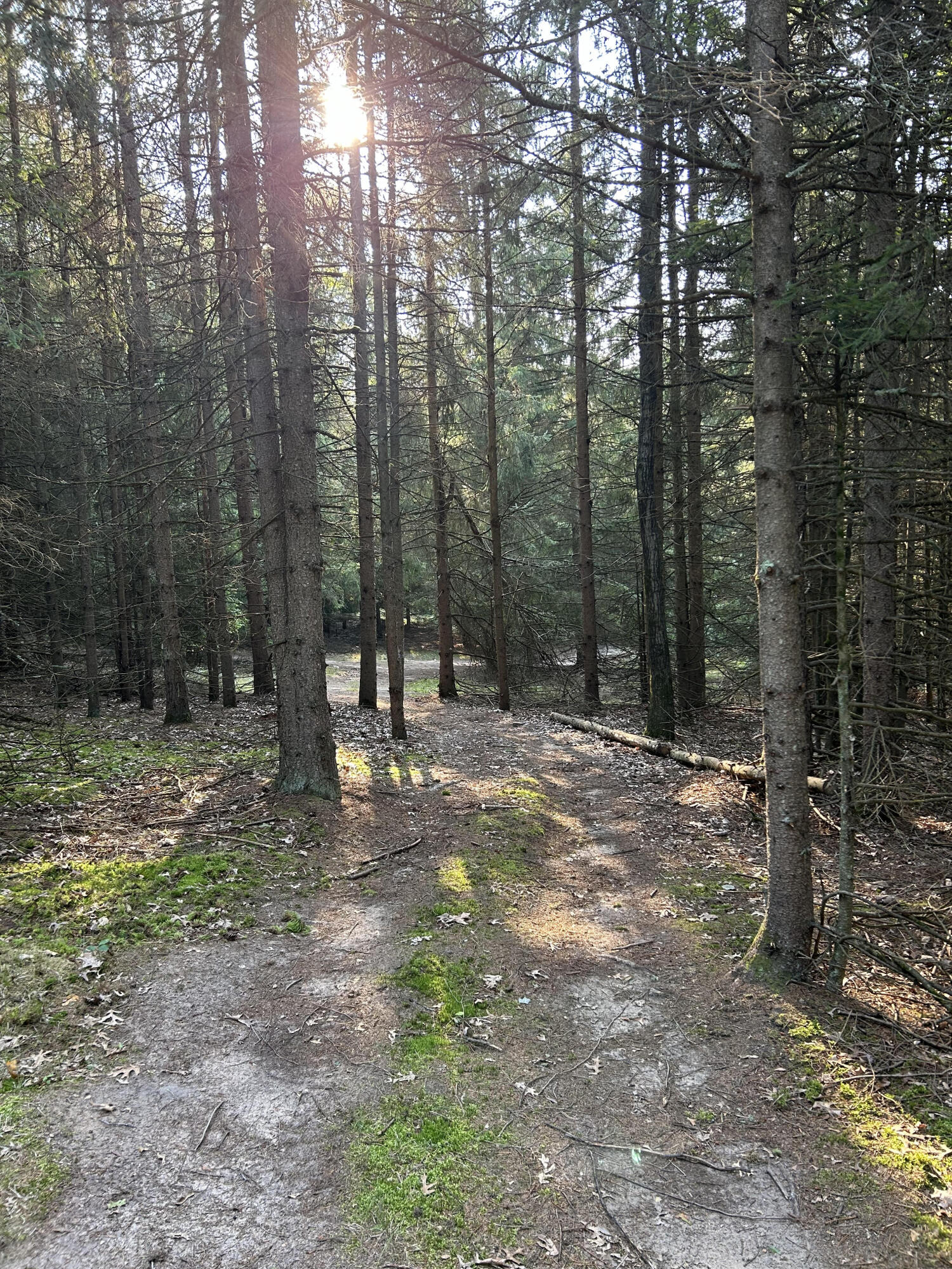 8893 Hayes Road Mecosta, MI 49332 - Photo 41 of 43 Outdoor 3
