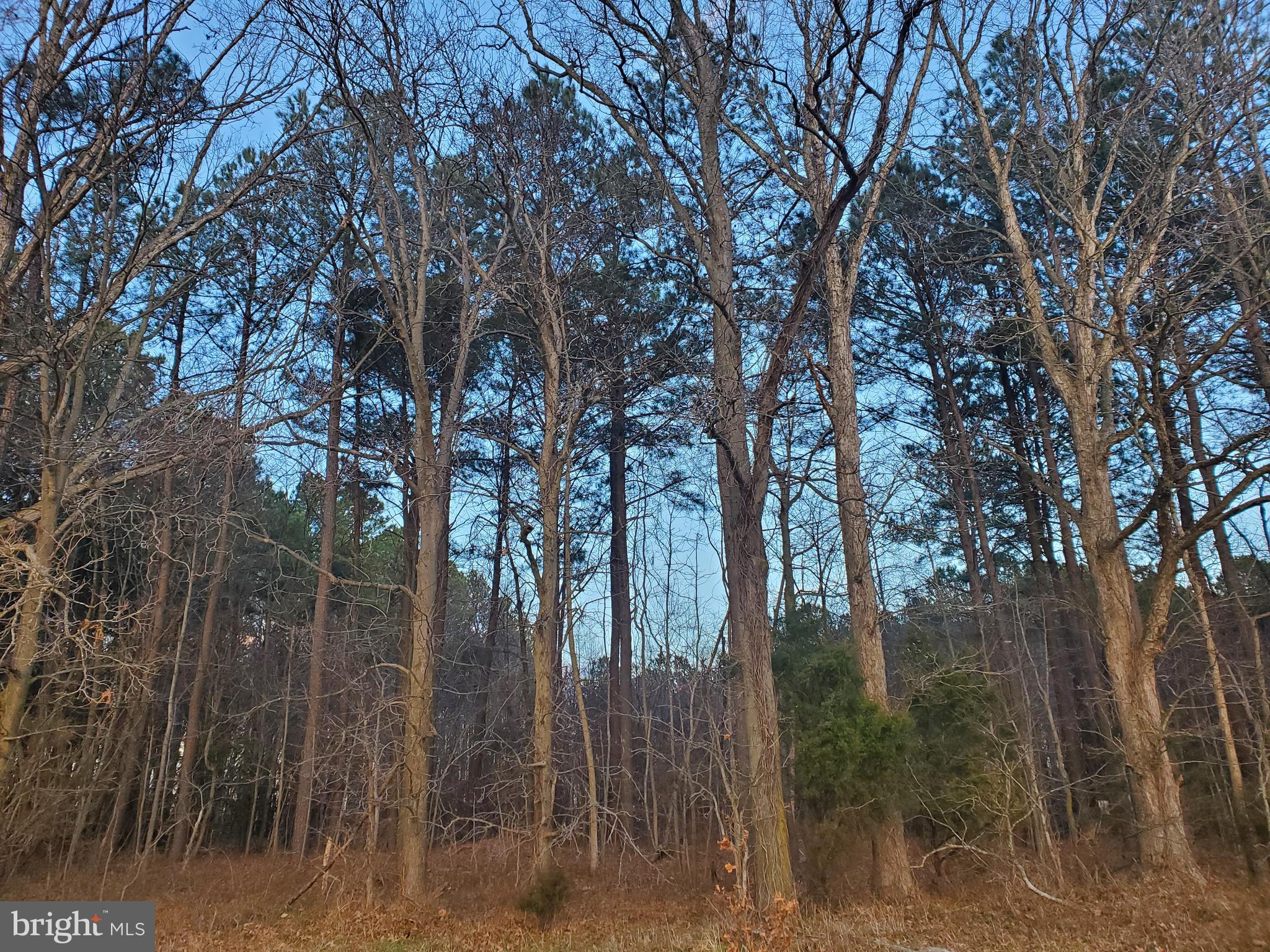 Gravel Branch Road Hurlock, MD 21643 - Photo 6 of 11