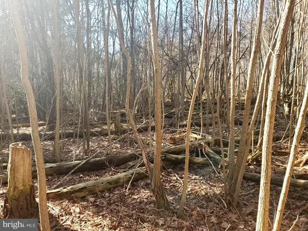 a view of a large tree