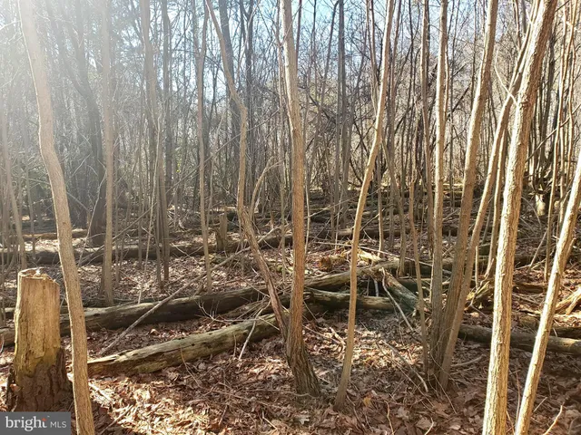 a view of a large tree