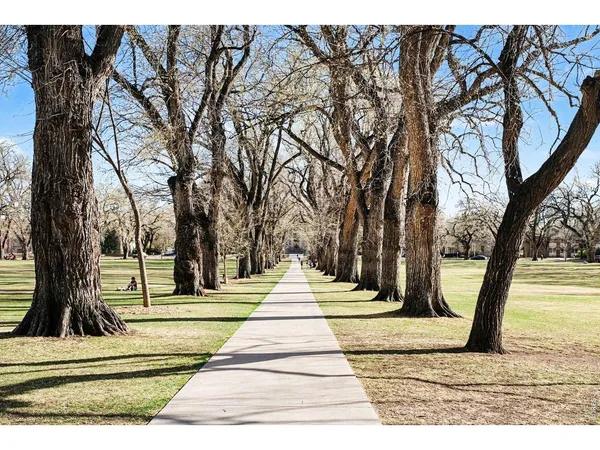 a park view with large trees