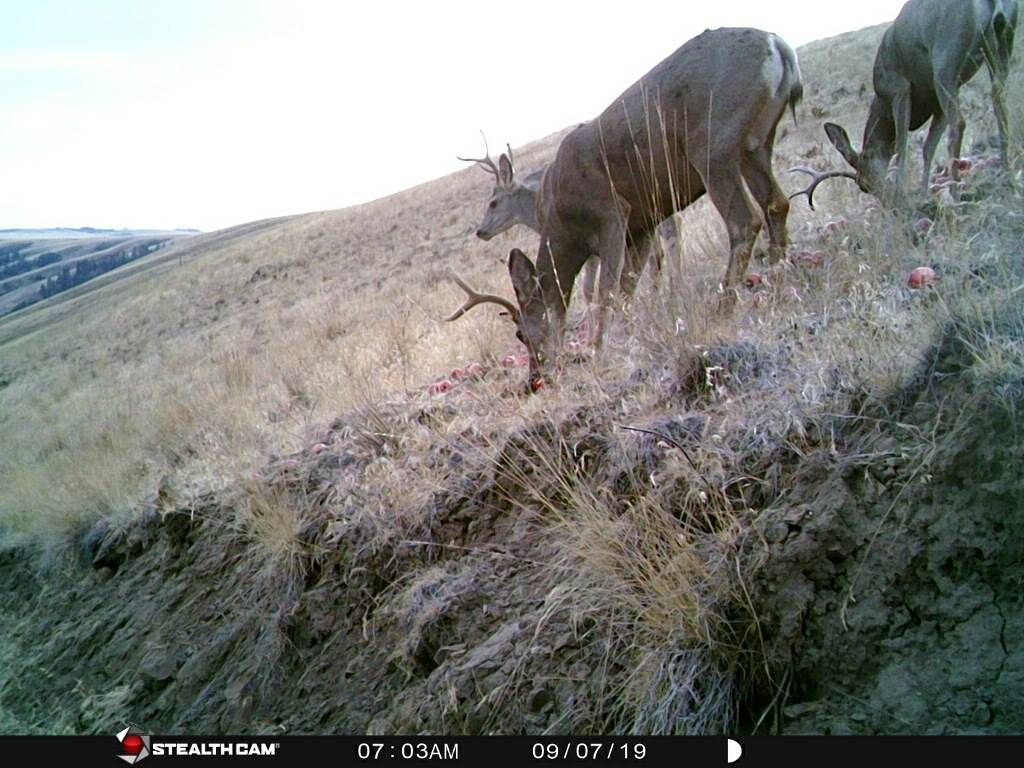 Xxx Rickman Gulch Road Pomeroy, WA 99347 - Photo 2 of 17