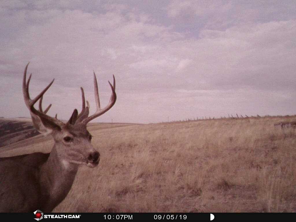 Xxx Rickman Gulch Road Pomeroy, WA 99347 - Photo 3 of 17