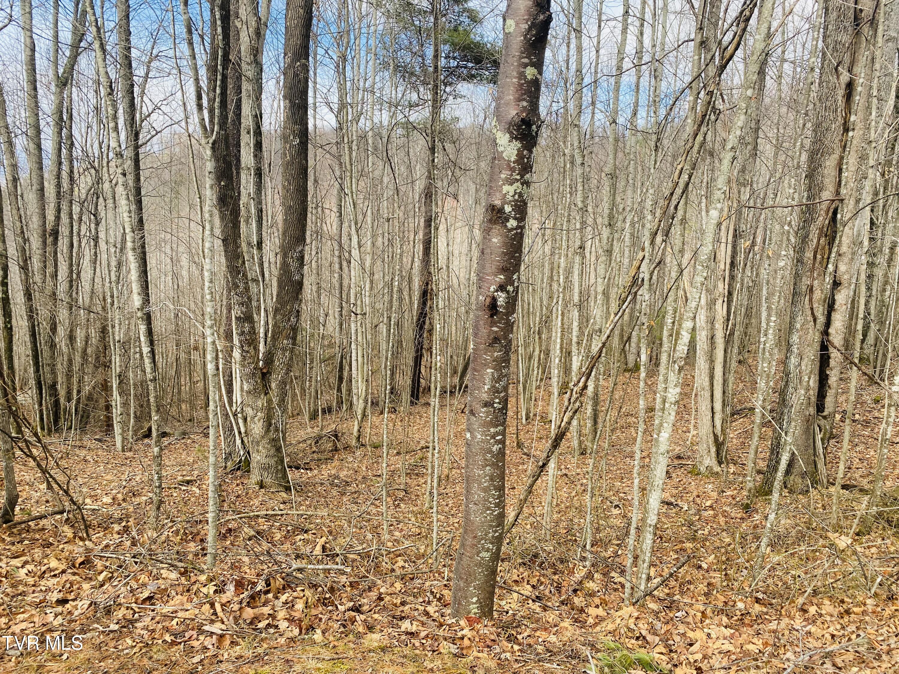 0 South Dry Branch Road Elizabethton, TN 37643 - Photo 2 of 4 IMG_3233