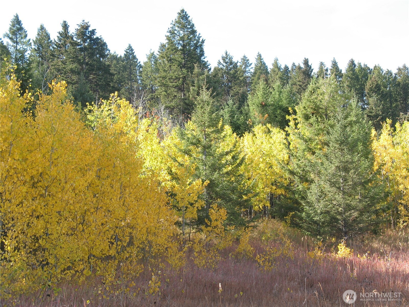 40 Turner Homestead Road Oroville, WA 98844 - Photo 14 of 27 a view of a yard with a tree