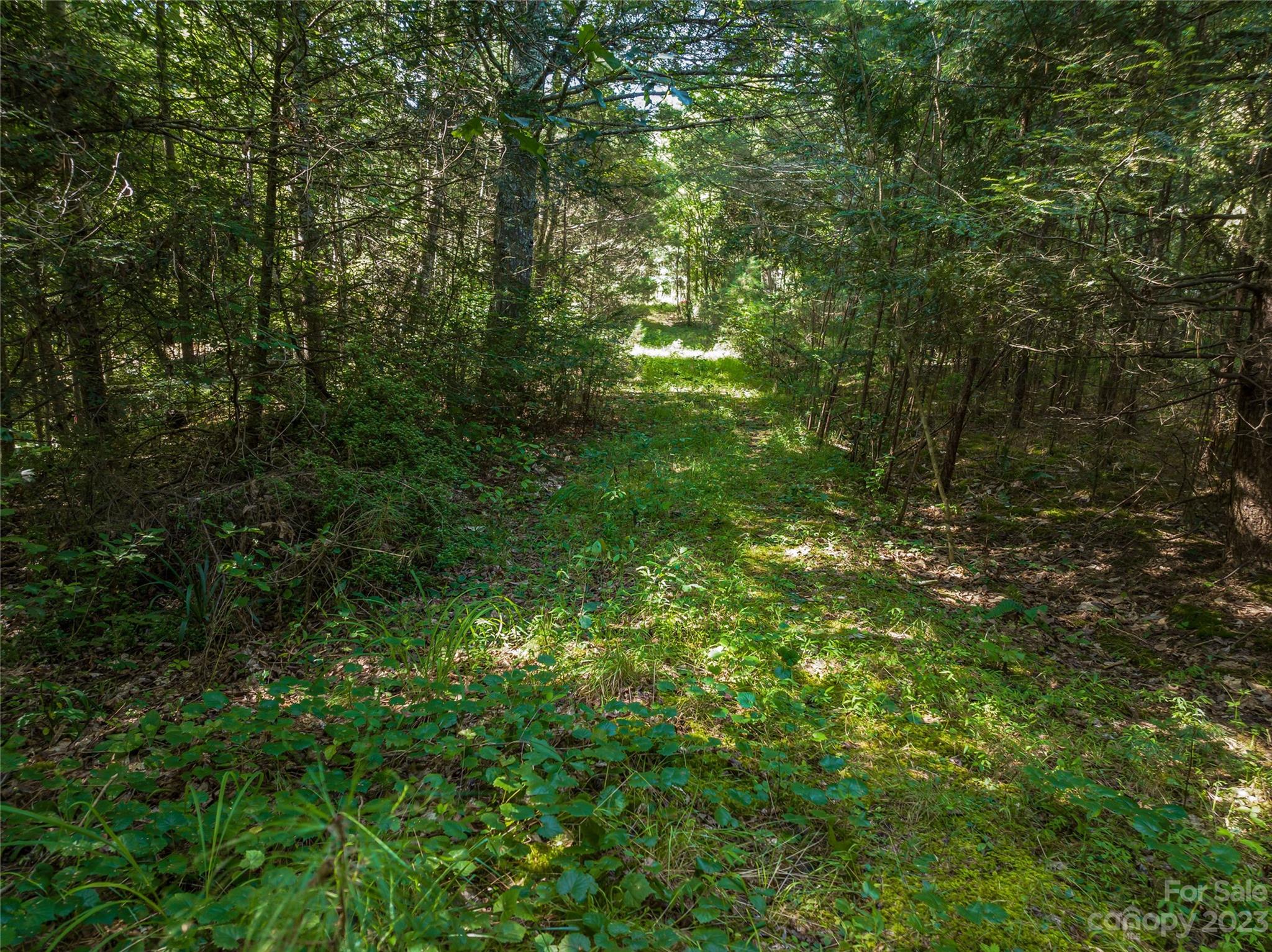 4419 Highway 64 Rutherfordton, NC 28139 - Photo 8 of 10 a view of a lush green forest