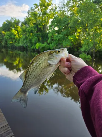 a view of swimming pool with a yard