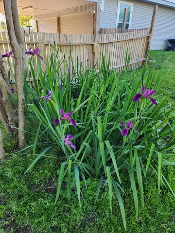 a picture of flowers