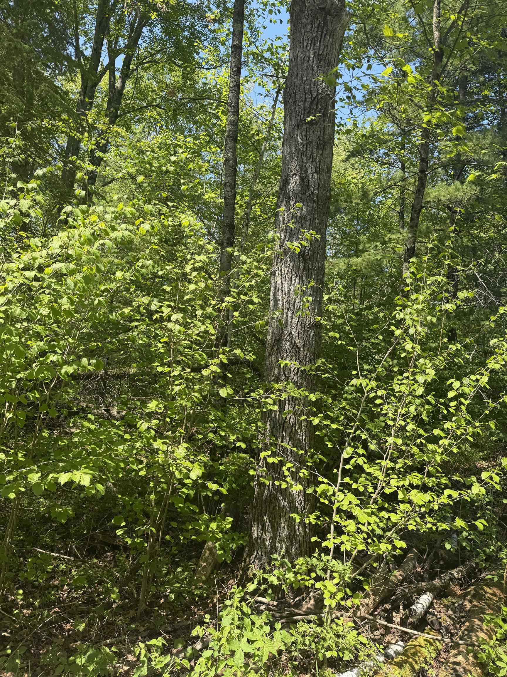 Lower Dam Rd Mountain, Unit 4 & 5 Mountain, WI 54149 - Photo 2 of 3