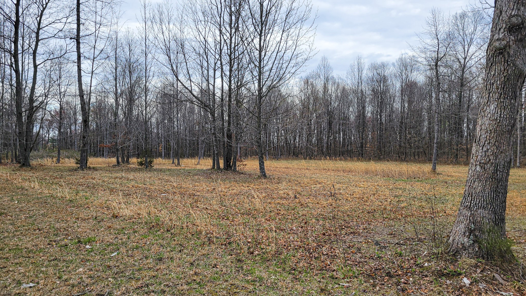 4200 Sandy Springs Road Springfield, TN 37172 - Photo 14 of 34 a view of outdoor space with trees