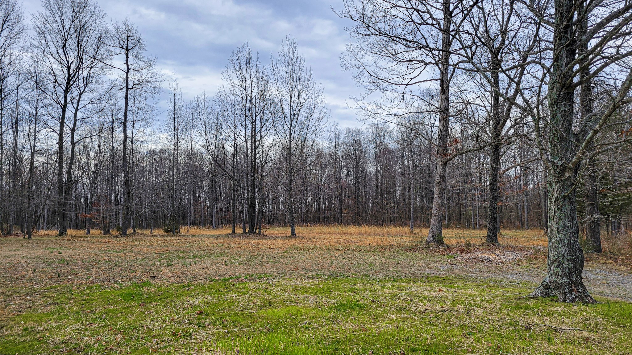 4200 Sandy Springs Road Springfield, TN 37172 - Photo 15 of 34 a view of outdoor space with trees