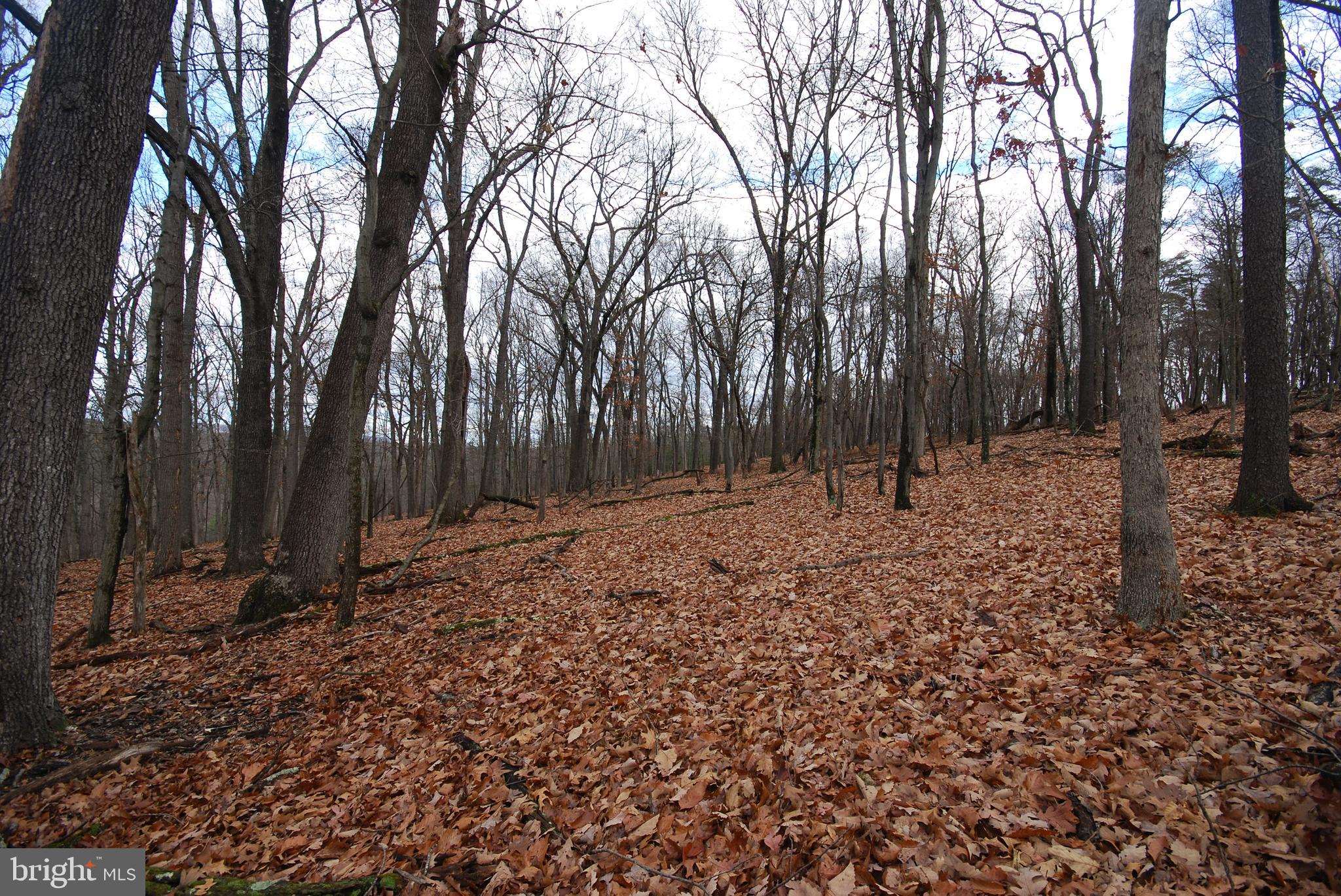 Lot 70-71 Mill Mountain Road Romney, WV 26757 - Photo 38 of 52