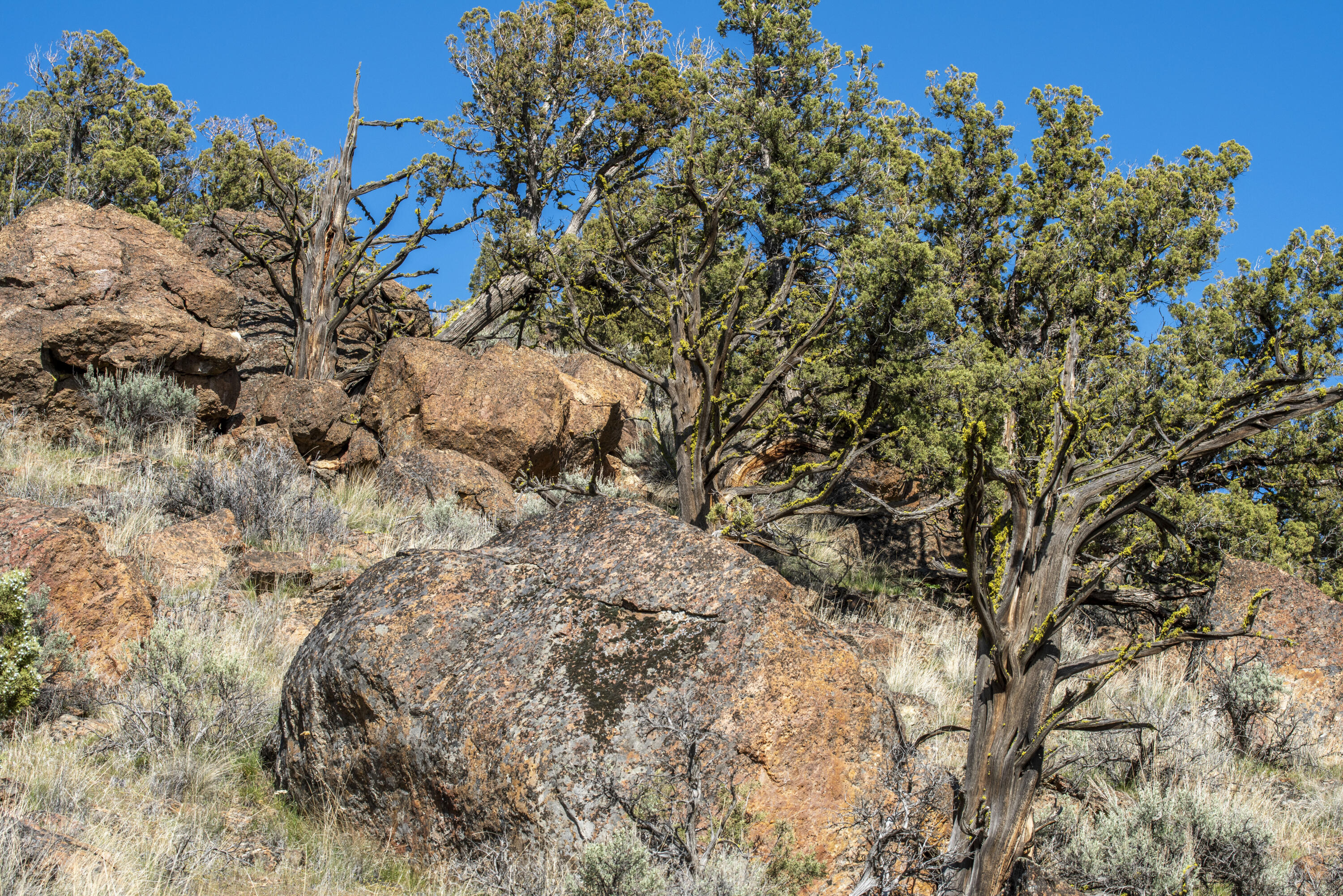 9983 Pavati Road Prineville, OR 97754 - Photo 16 of 29 DSC_0377
