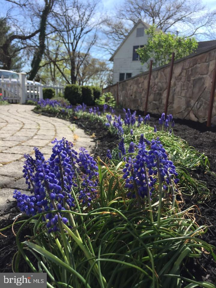 312 Ferry Road Doylestown, PA 18901 - Photo 66 of 66 a street view with plants and trees