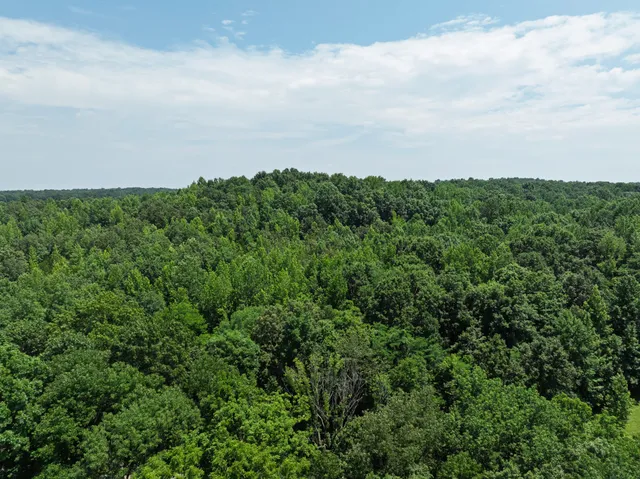 a view of a bunch of trees in a field