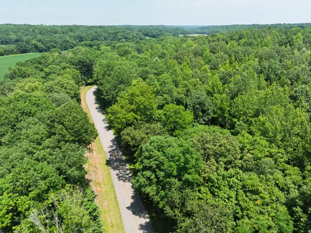 a view of a forest with a street