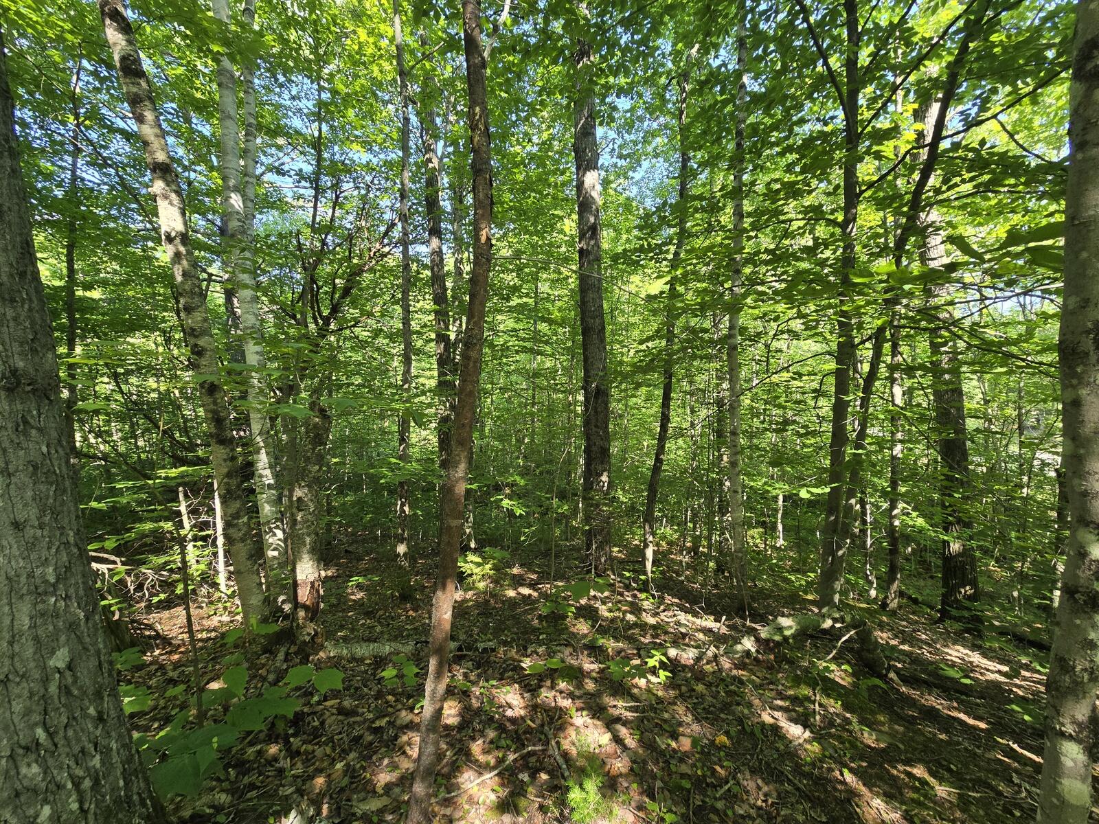 Lot 67 Temple Road Temple, ME 04984 - Photo 10 of 23 20260624_093646